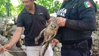El cocodrilo de casi un metro se encontraba en una vivienda