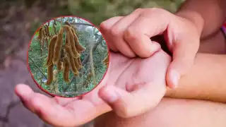 Habitantes de Campeche reportaron la presencia de ‘pica pica’ debido a los vientos intensos y la temporada de calor, afectando especialmente a niños