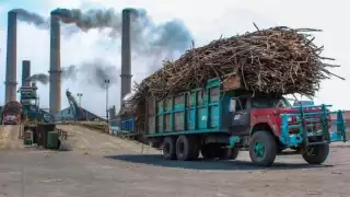 Importación de endulzante de maíz afecta a cañeros de Quintana Roo; más de 3 mil familias se ven afectadas