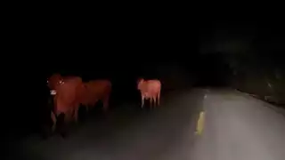 Tragedia en Sabancuy: joven muere tras chocar contra un caballo