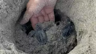 Arribazón 2025: más crías liberadas y mayor protección en Punta Xén