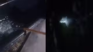 Captan a tapir durante recorrido nocturno en la Reserva de Balam Ku, Campeche