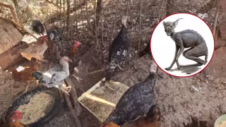 El terror vuelve al barrio: animales destripados y vecinos en pánico