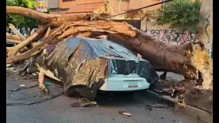 El sismo registrado este viernes 2 de enero, provocó la caída de cinco postes y cuatro árboles en distintas zonas de la ciudad