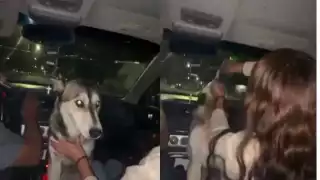 Exigen castigo para jóvenes que alcoholizaron a un perro en Chihuahua; el video es “indignante”