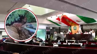 Crueldad animal en Campeche: Congreso exige acciones a alcaldes y SSA