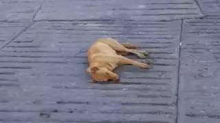 Los perros son analizados para determinar con qué fueron envenenados