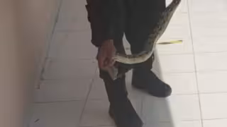 La boa fue capturada y liberada lejos de la zona poblacional