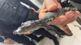 El cocodrilo deambulaba en la estación Balderas de la Línea 3