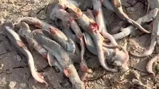 Crías muertas de tiburón cabeza de pala continúan apareciendo en las playas de Progreso