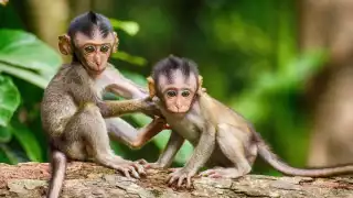 Especialistas han atendido a monos en el sureste mexicano