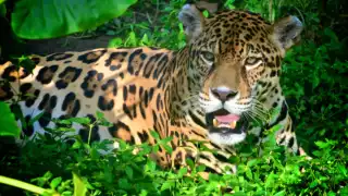 El jaguar está en peligro de extinción en Campeche debido a la deforestación, la fragmentación del hábitat y la caza ilegal