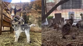 Nacen diversas especies en el zoológico La Reina y evidencia el éxito de su programa de conservación