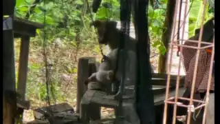 El caso ha generado indignación entre habitantes y voluntarios, quienes insisten en la necesidad de reforzar la vigilancia y promover la denuncia ciudadana