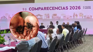 La Semabicce advirtió que hablar de “mortandad masiva” de abejas podría perjudicar la miel de Campeche.