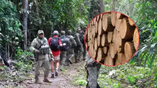 PROFEPA decomisó 54 toneladas de carbón vegetal y tres tractocamiones en Campeche.