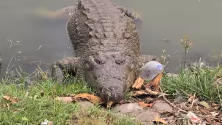 Cocodrilos, aliados de los manglares y humedales de la Península de Yucatán