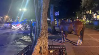 El caballo presuntamente resultó lesionado en una pata