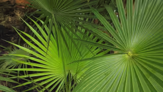 Mediante redes sociales destacaron la importancia de diferenciar entre especies de palmas