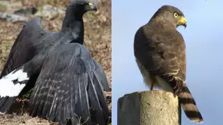 La presencia de la aguililla caminera es común en zonas urbanas, mientras que la de la aguililla negra mayor es considerada rara, ya que prefiere hábitats conservados