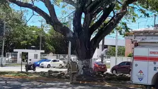 Retiran panal de abejas en vía pública en Chetumal
