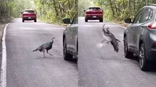 Pavo ocelado sorprende a conductores en una carretera de Calakmul