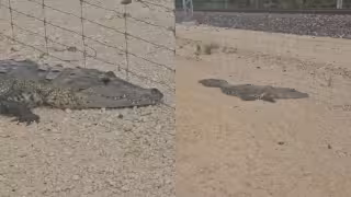 El ejemplar se suma a la lista de los animales documentados cerca de los tramos del Tren Maya