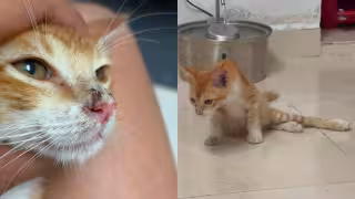 Indignación en Progreso por la presunta agresión que dejó gravemente herido a un gato