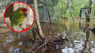 El agua cubre gran parte del recinto