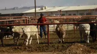 Ganaderos en crisis: sin médicos, sin movilidad, sin exportación