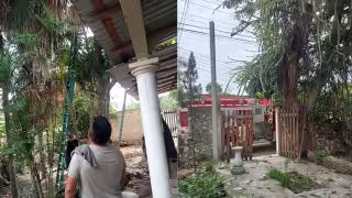 Gato pone en aprietos a bomberos tras refugiarse en una palma despeinada