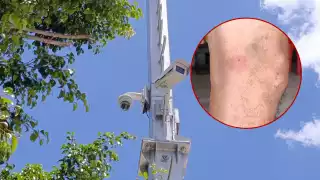 Enjambre en poste de vigilancia ataca a vecinos del Holoch: dos hospitalizados