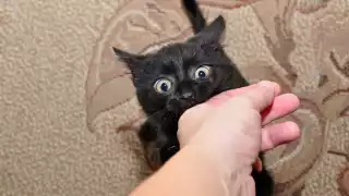 ¿Qué enfermedades puede causar la mordedura de un gato y qué hacer en Campeche?