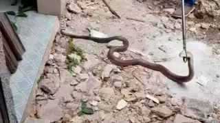La serpiente fue capturada para ser liberada lejos de la población de Motul