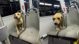 La lomita se trasladó cómodamente en el Va y Ven