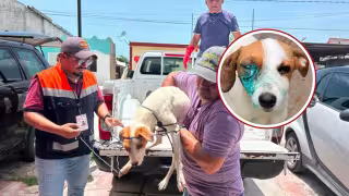 Rescatista salva a perrita agredida en Seybaplaya