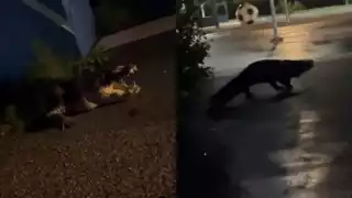 La presencia de cocodirlos en entornos urbanos aumenta con las lluvias