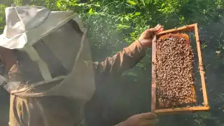 Varios productores son acompañados por sus esposas e hijos durante la extracción de miel