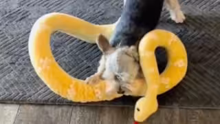 Perrito pierde la batalla contra una víbora de peluche y se hace viral: VIDEO