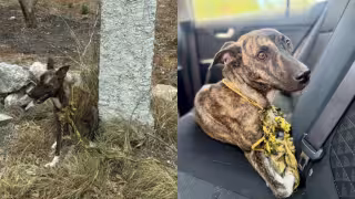 Denuncia anónima salva a canina en situación de abandono en Mérida