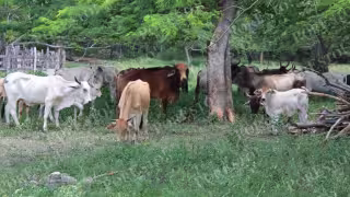 Ganaderos de Hopelchén denuncian falta de apoyo gubernamental para erradicar el gusano barrenador.