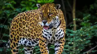 Se presume que era un carnicero el que tenía al jaguar