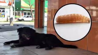 Un perro fue detectado con gusano barrenador en Yucatán