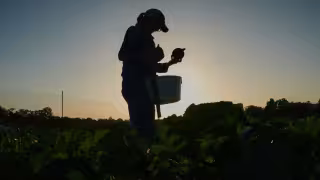 las autoridades estadounidenses mantienen una hipótesis epidemiológica relacionada con lechuga procedente de México