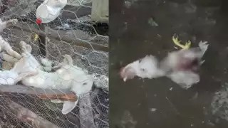 Docenas de pavos y conejos fueron encontrados muertos en los traspatios de la comunidad de Dzitnup.