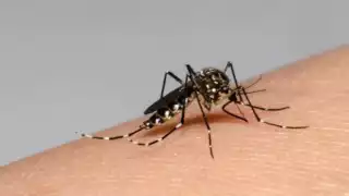 14 fueron calificados como dengue grave