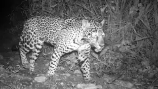 Cifras de jaguares en disputa; expertos cuestionan conteo
