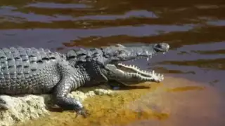 Buscar reforzar seguridad en Bahía de Chetumal