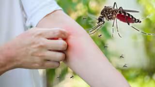 Aedes aegypti: el mosquito negro con rayas blancas que transmite el dengue