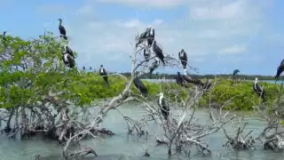 ¿Podrá Campeche conservar sus 489 especies de aves?